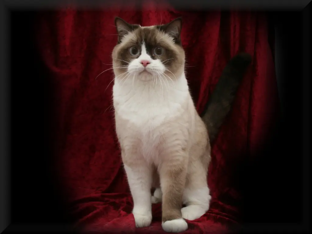 Image from Lance-Theodor "Theo"