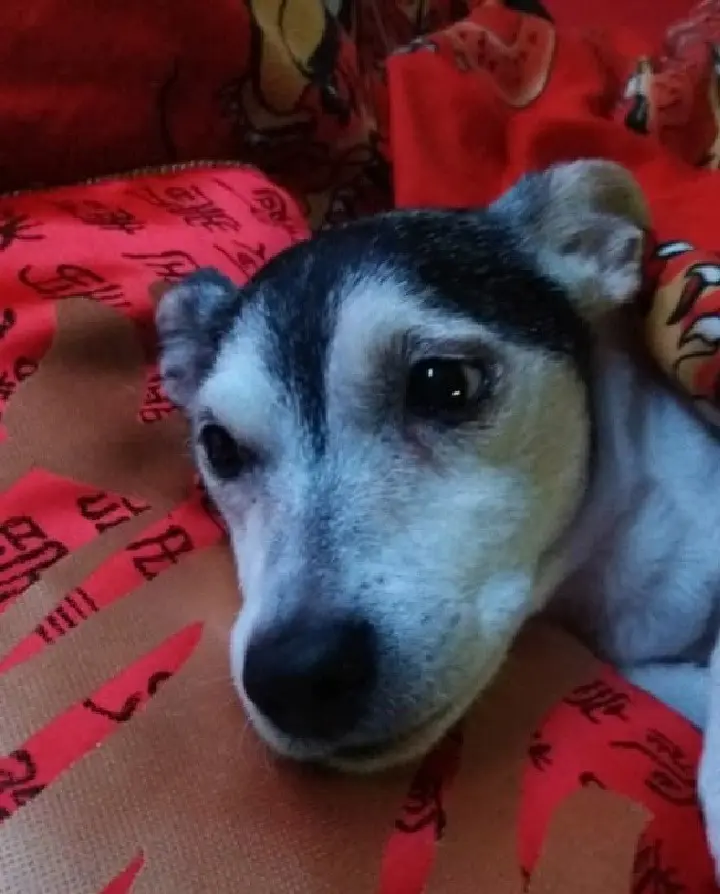 Condolence image of Frauli