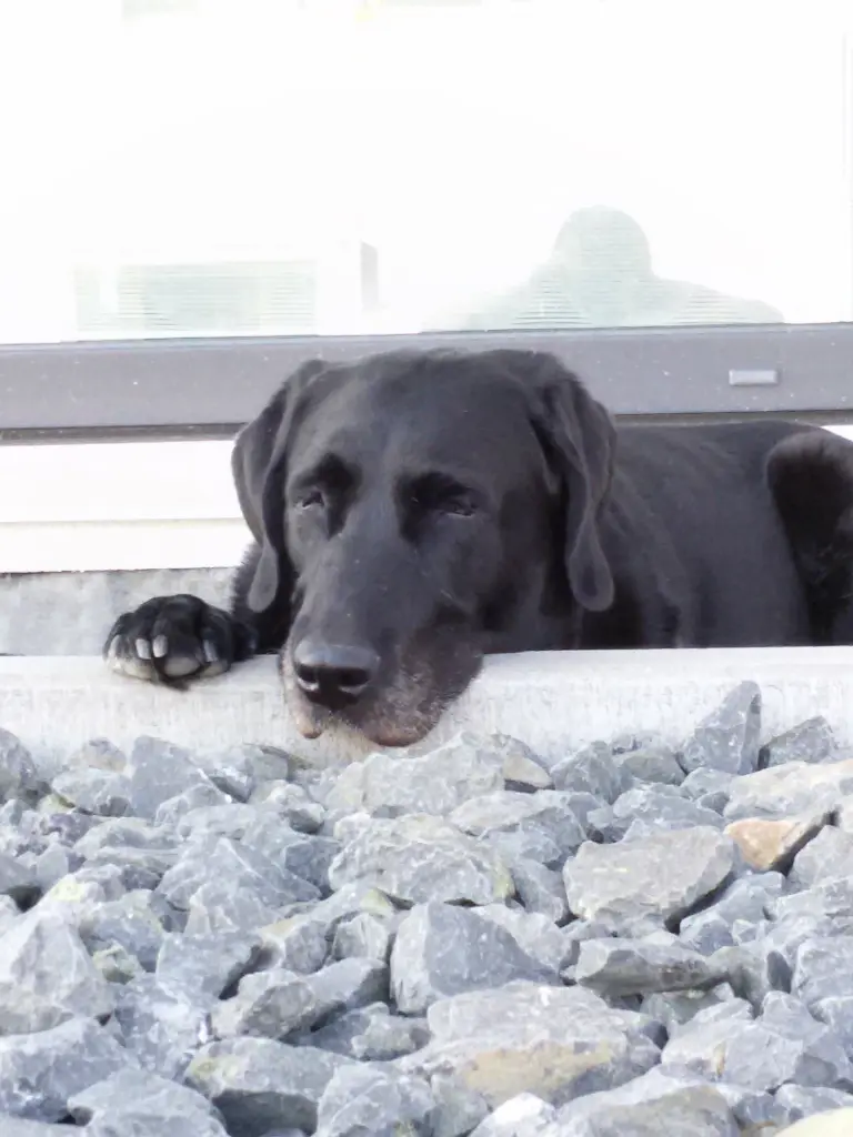 Condolence image of Günter + Leni (15.09.2021)
