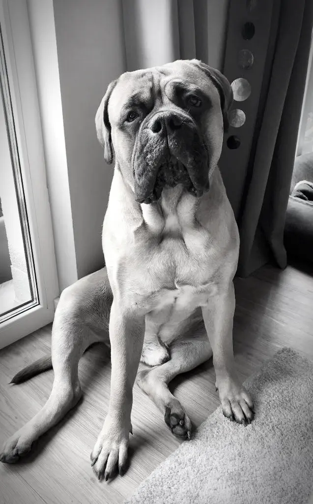 Image from Baloo