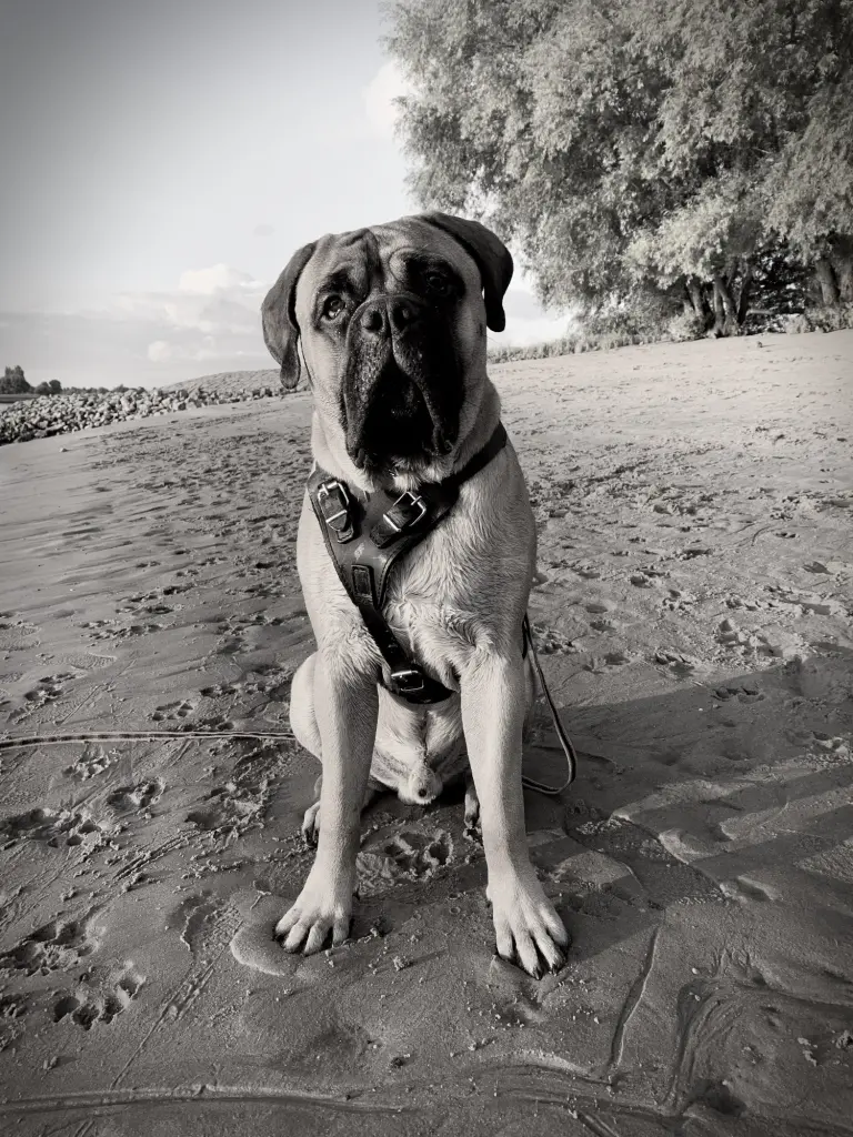 Image from Baloo