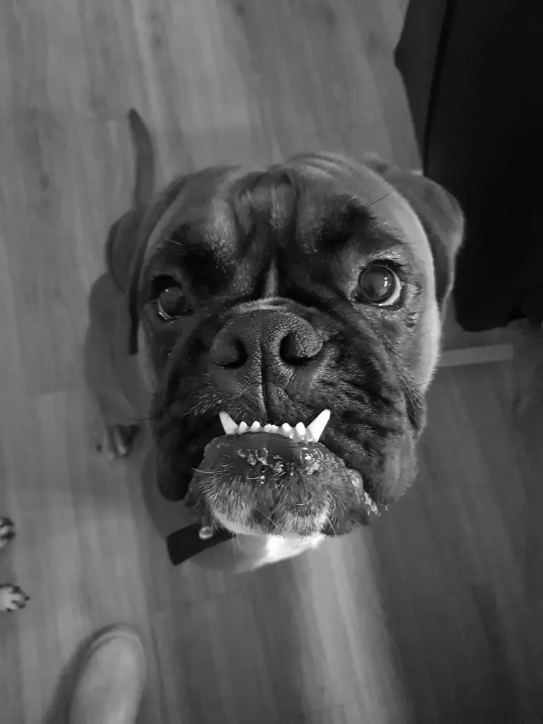 Image from Baloo