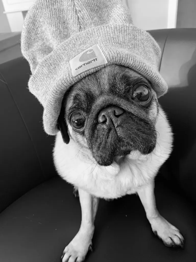 Image from Baloo