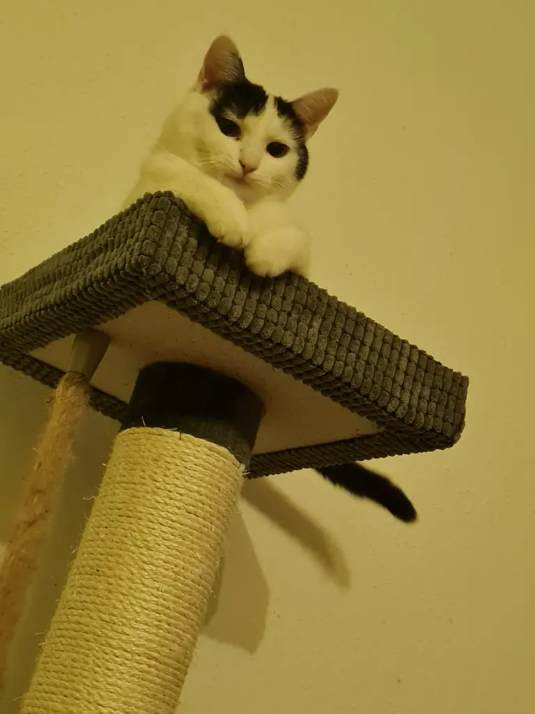 Image from Mini