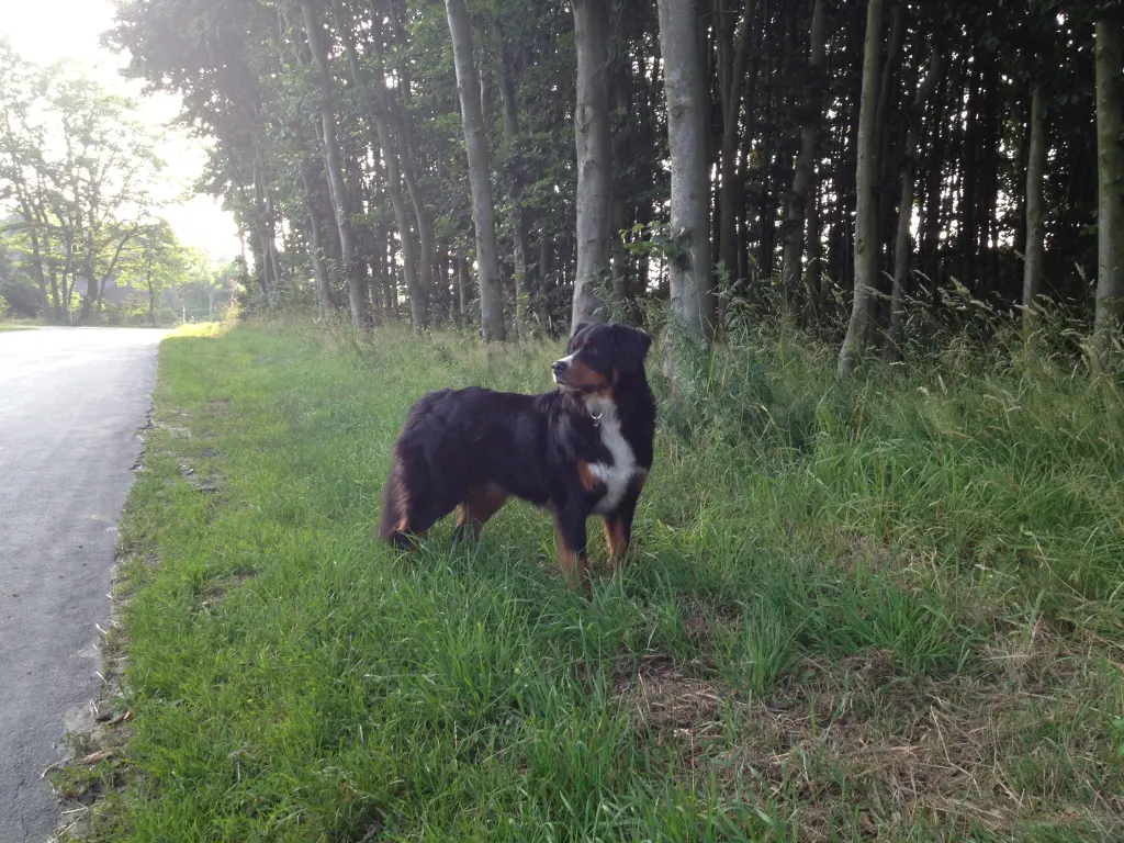 Image from Eule 