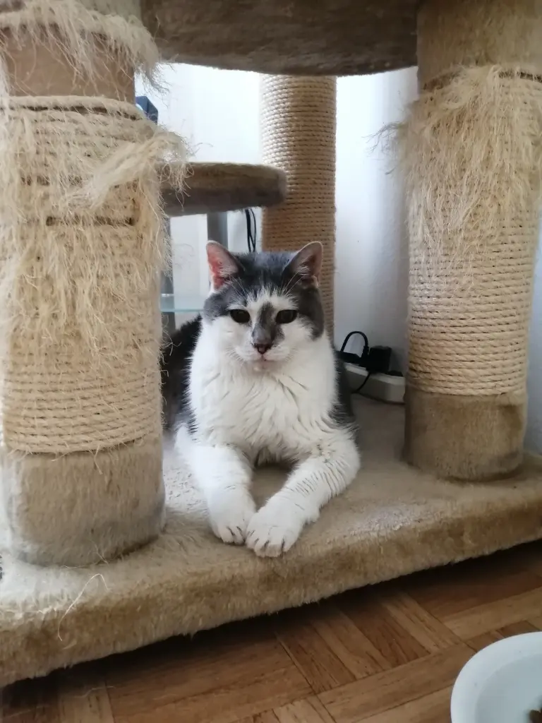 Image from Husky