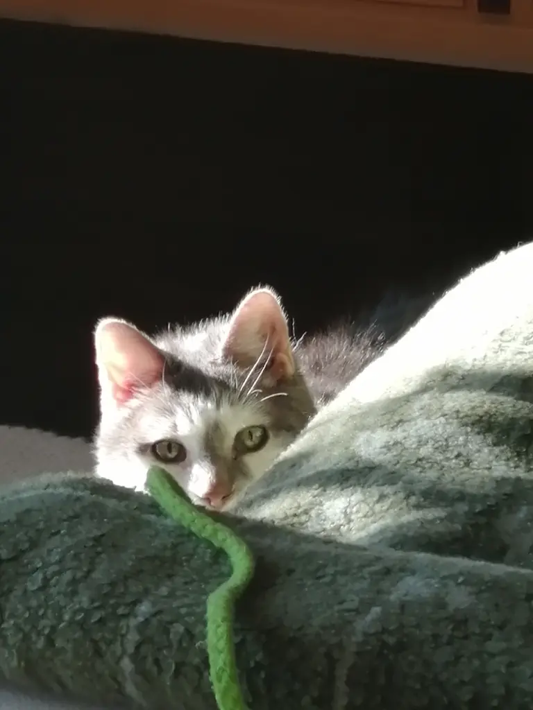 Image from Husky