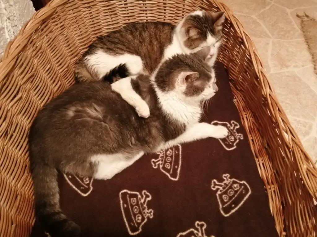 Image from Husky