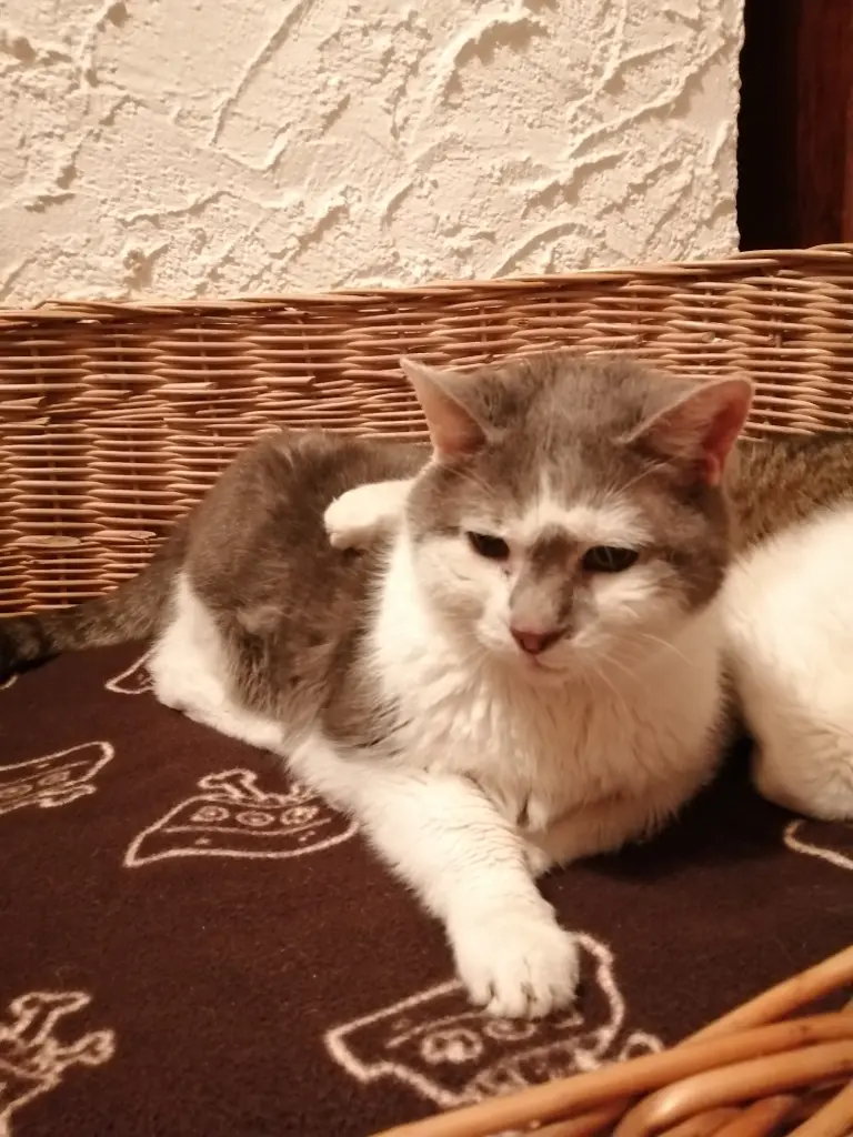 Image from Husky