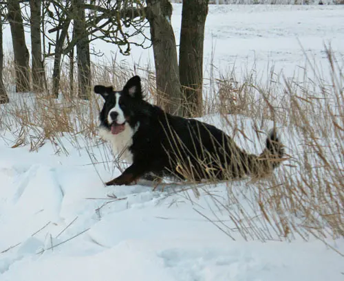 Condolence image of Heike