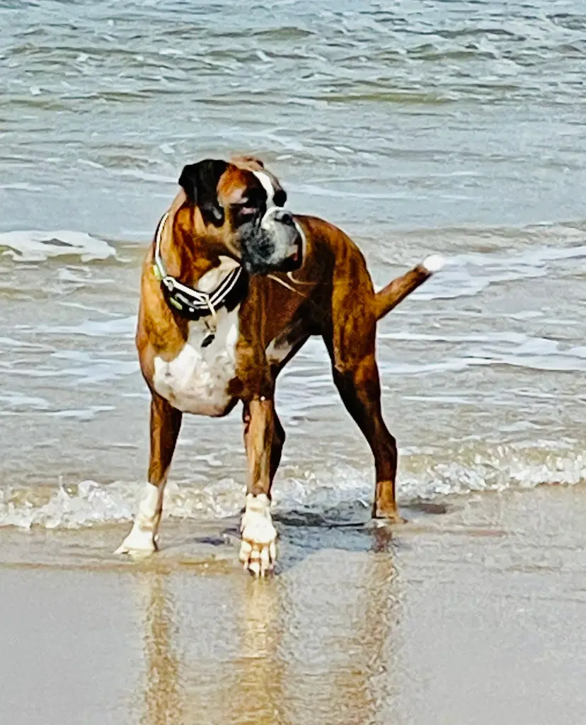 Condolence image of Karina und Jörg mit Floyd im ❤ 