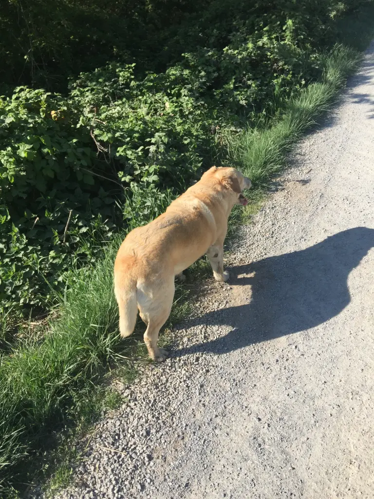 Image from Benö