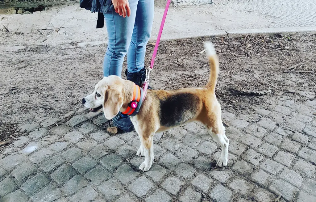 Bild von Lilli