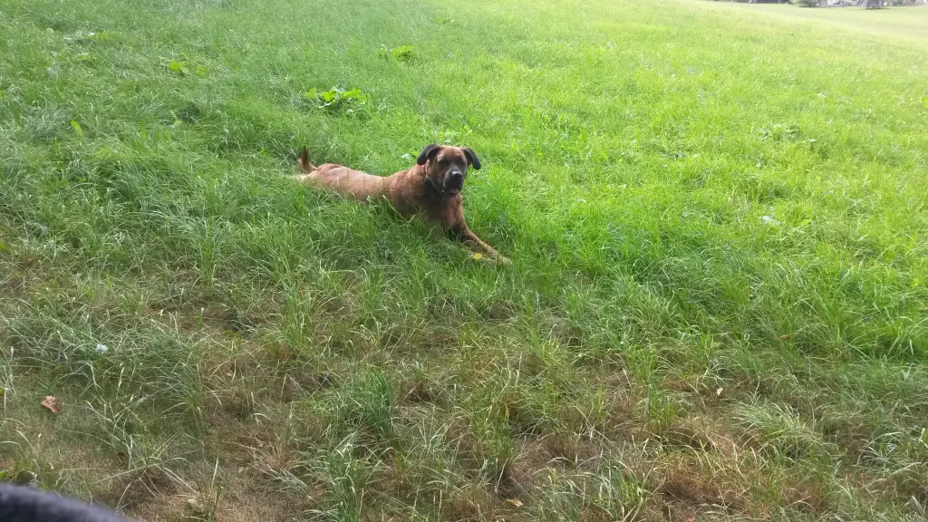 Image from Rocko
