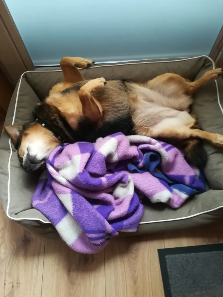 Image from Fiebie