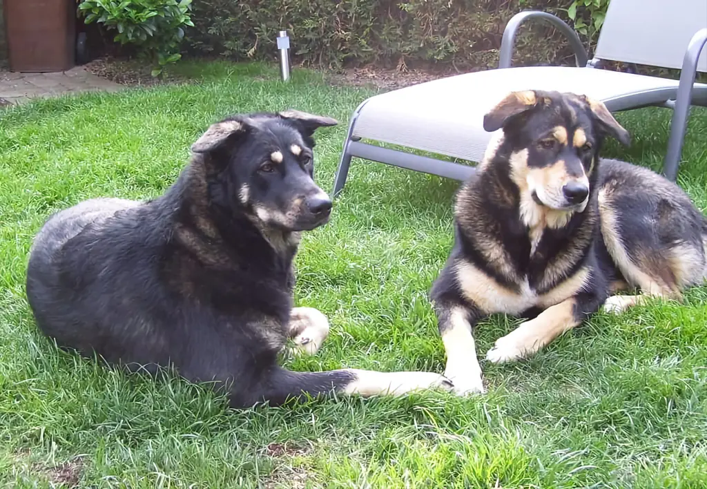 Condolence image of Michaela mit Luna