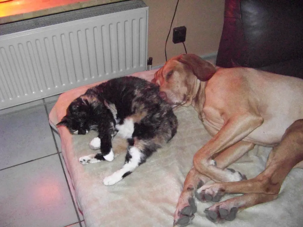 Image from Curly