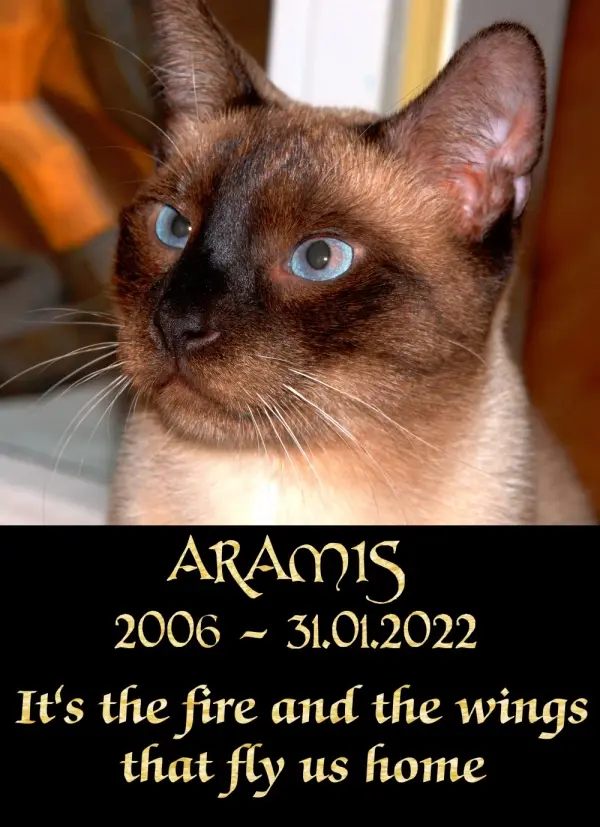 Image from Aramis