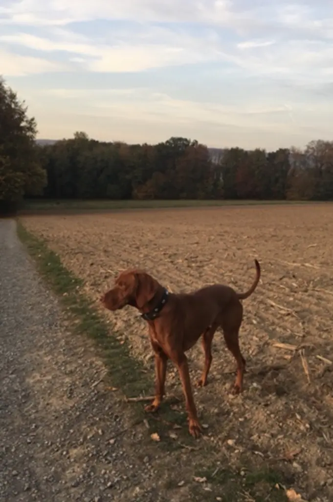 Image from Calimero