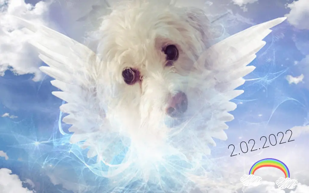 Condolence image of Tatjana 