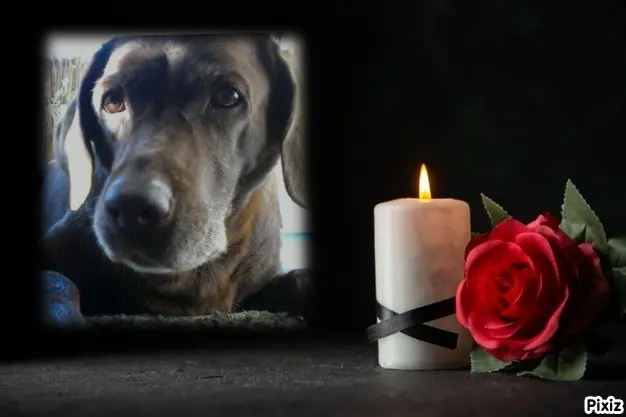 Condolence image of Tanja mit Timmy im Herzen
