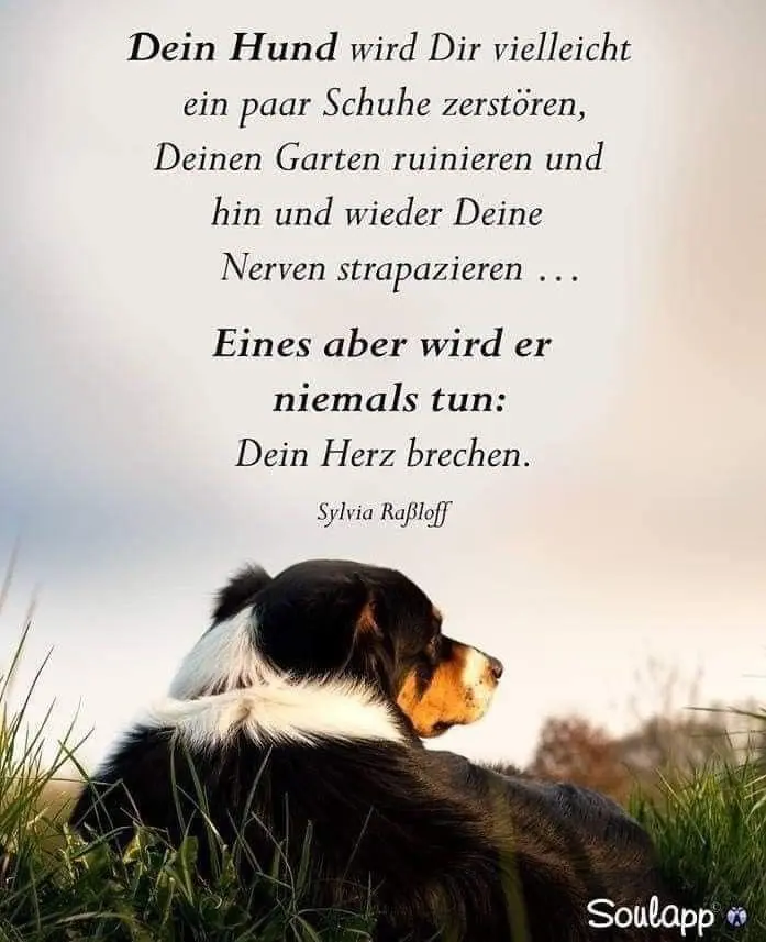 Condolence image of Für das süße Engelchen Nelly♥️