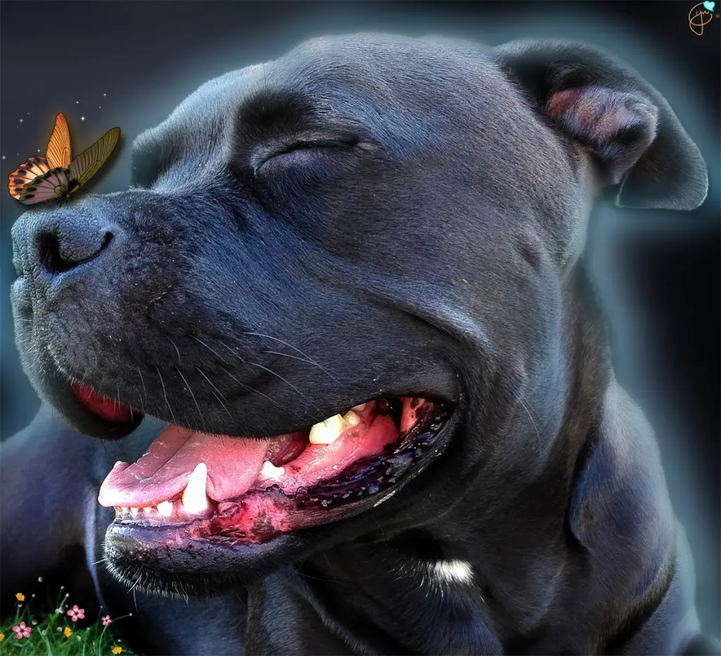 Condolence image of Mon & Cyn mit Seelenhund Thysie