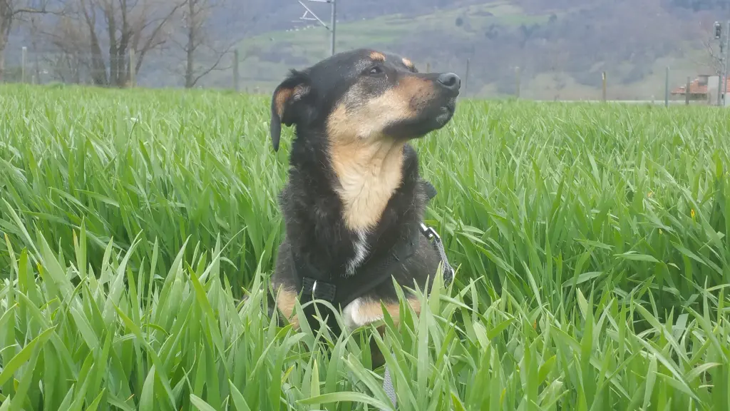 Condolence image of In Erinnerung an Nelly ❤️
