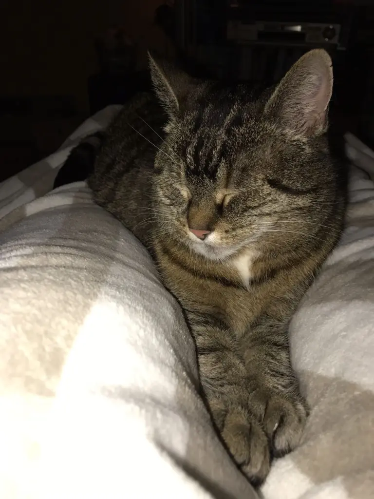 Image from Lisa
