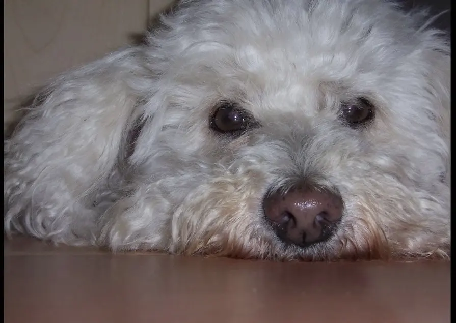 Condolence image of Bettina