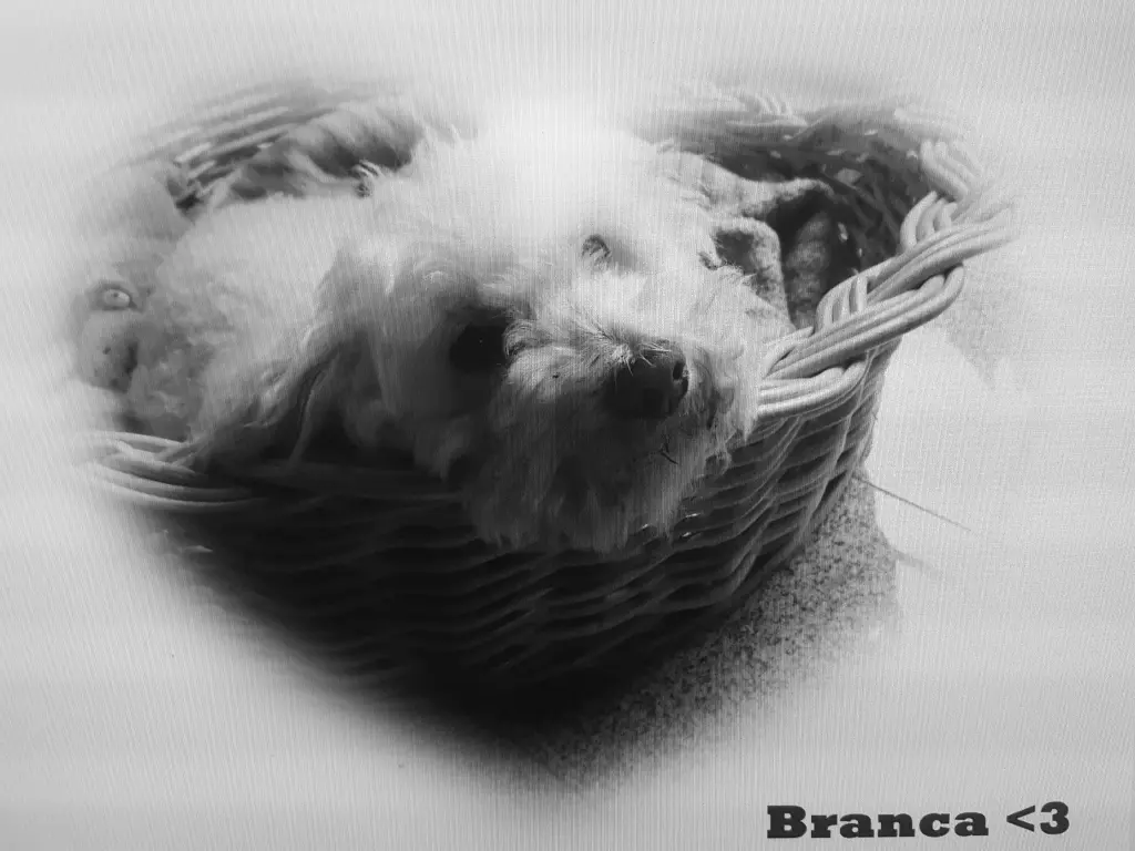 Image from Branca