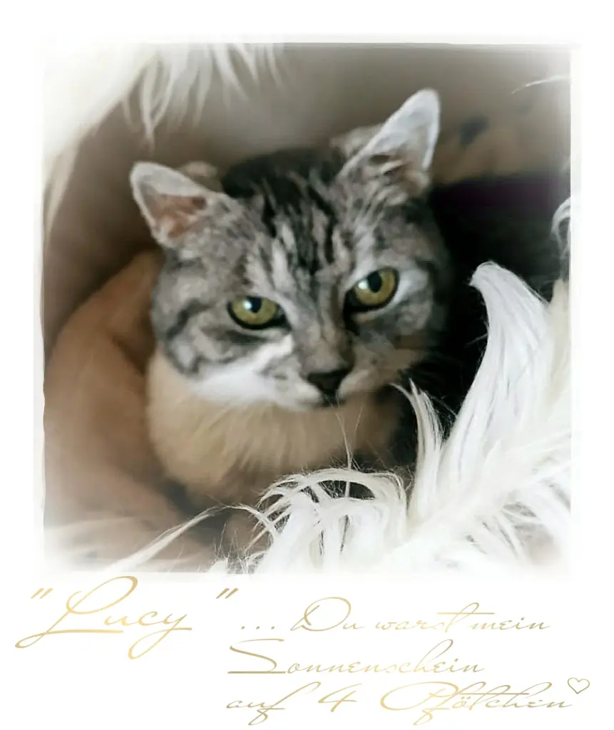 Image from Lucy