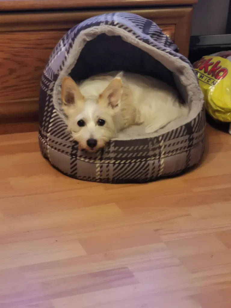 Image from Lucky