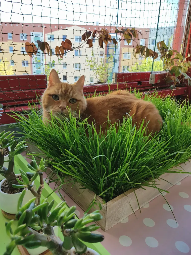 Image from Muffin