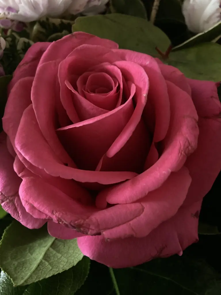 Condolence image of Ramona 