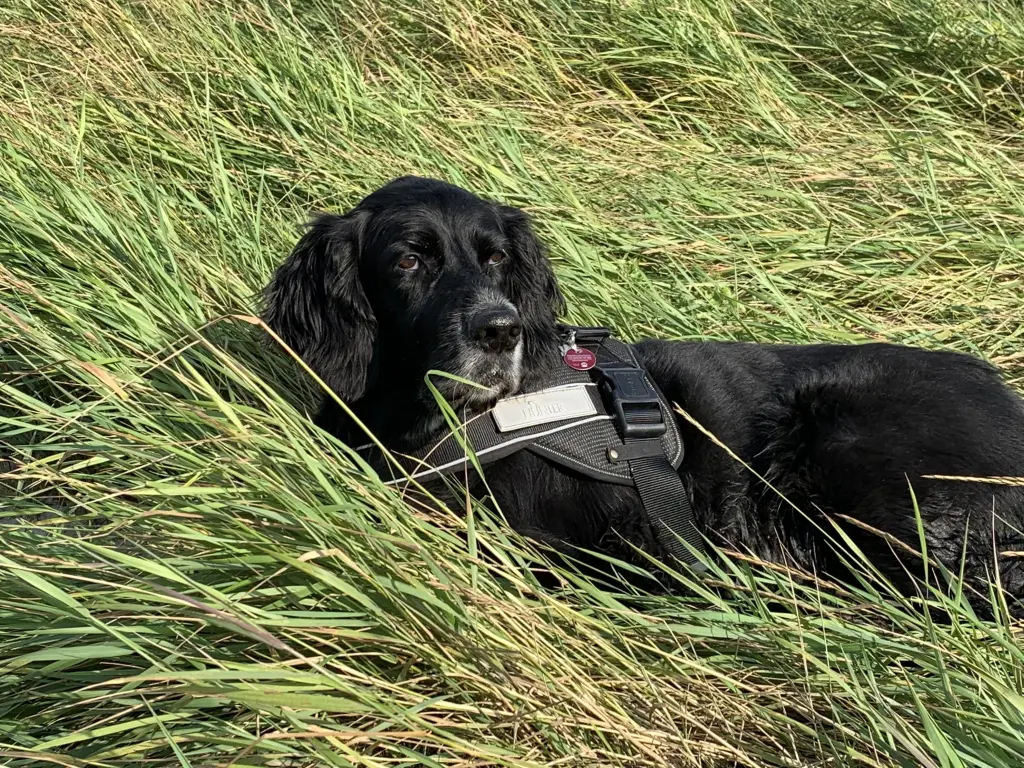 Image from Monty