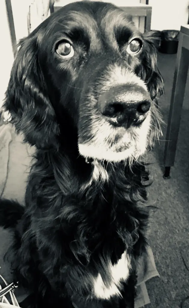 Image from Monty
