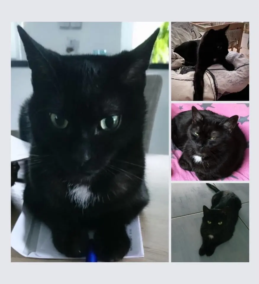 Image from Gismo