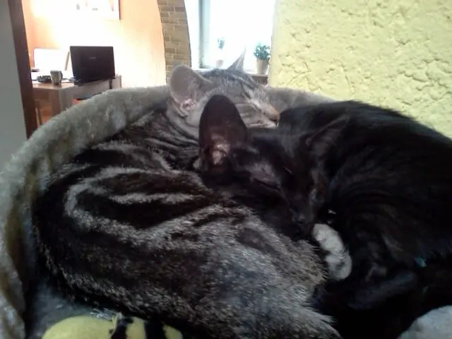 Image from Gismo