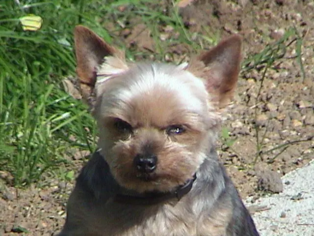 Condolence image of Steffi