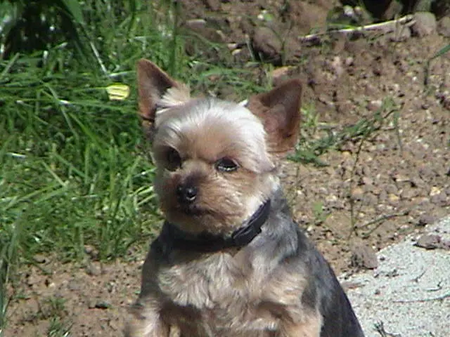Condolence image of Steffi