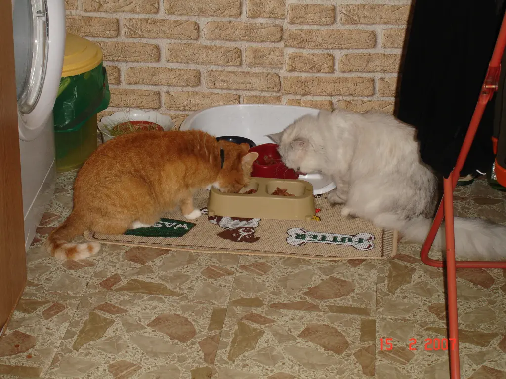 Image from Floh