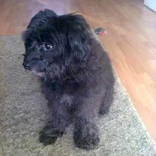 Condolence image of Silvia mit Tobi im Herzen