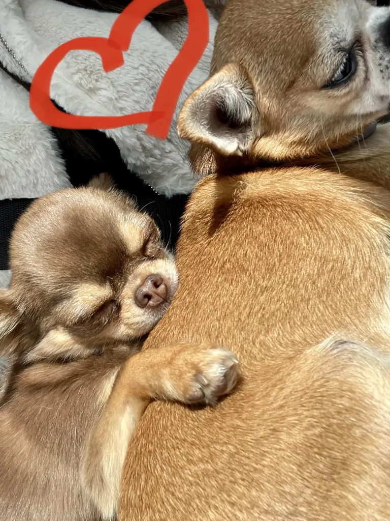 Image from Teddy