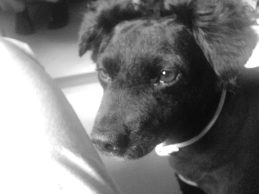 Image from Toto