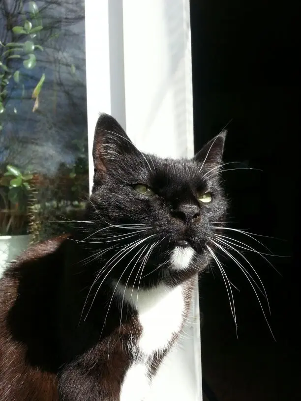 Andachtsbild von Barbara