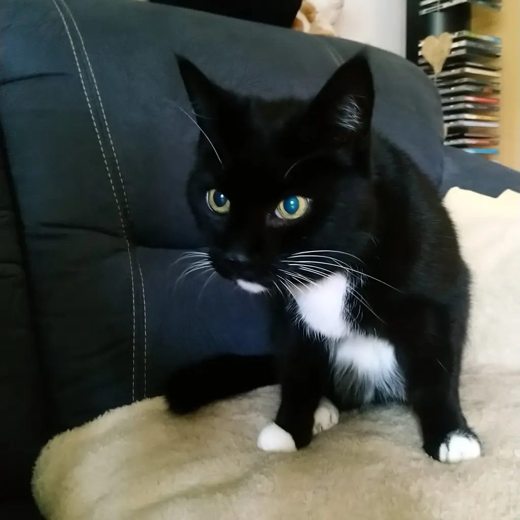 Andachtsbild von Barbara