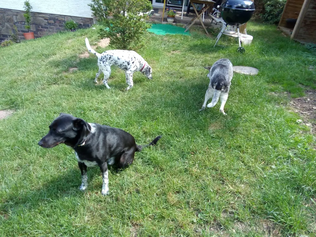 Image from Wickie