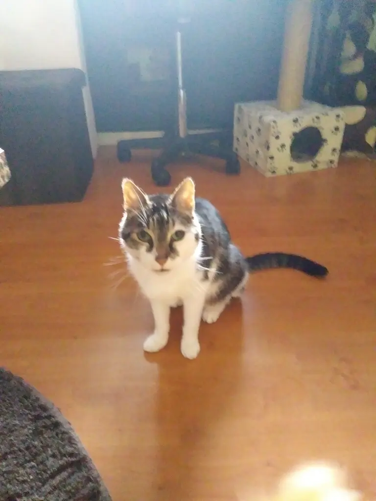 Image from Lucky