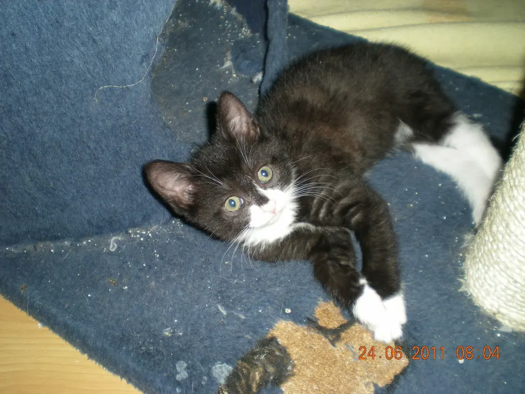 Image from Gismo